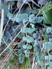 Gingidia enysii peninsulare