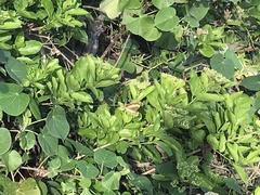 Yoma sabina podium