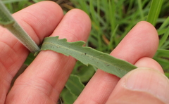 Erigeron primulifolius