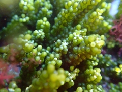 Caulerpa geminata