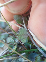 Gingidia enysii peninsulare