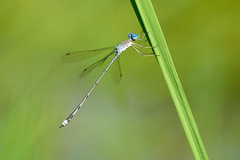 Lestes dissimulans