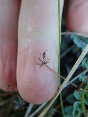 Gingidia enysii peninsulare