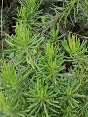 Senecio barbertonicus