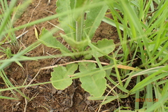 Erigeron primulifolius