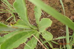 Erigeron primulifolius