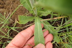 Erigeron primulifolius