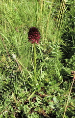 Gymnadenia