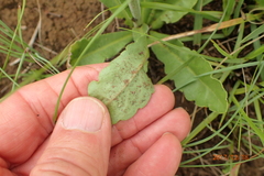 Erigeron primulifolius