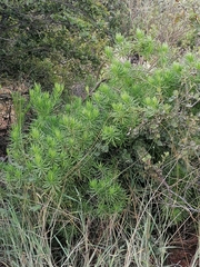 Senecio barbertonicus