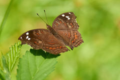 Junonia natalica natalica