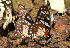 Graphium leonidas leonidas