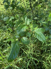 Mallotus claoxyloides
