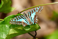 Graphium antheus