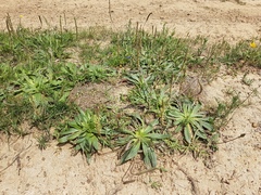 Plantago serraria