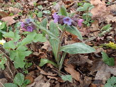 Pulmonaria affinis