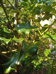 Ilex aquifolium