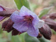 Pulmonaria affinis