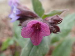 Pulmonaria affinis