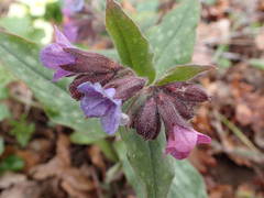 Pulmonaria affinis