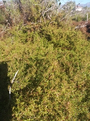 Cliffortia ferruginea