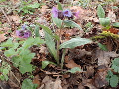 Pulmonaria affinis
