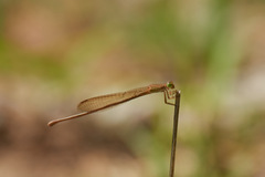 Ceriagrion