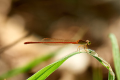Ceriagrion glabrum