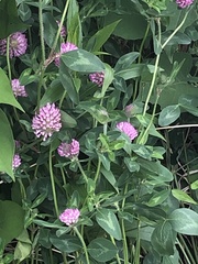 Trifolium pratense