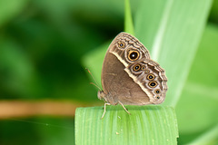 Bicyclus safitza