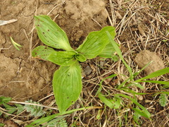 Plantago major