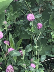 Trifolium pratense