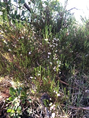 Erica margaritacea