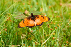 Acraea natalica