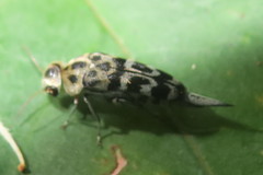Glipa malaccana