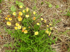 Tussilago farfara