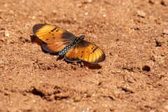 Acraea natalica