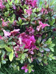 Rhododendron × pulchrum