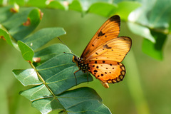 Acraea natalica