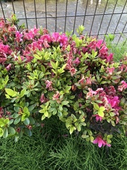 Rhododendron × pulchrum