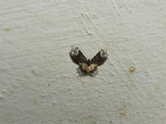 Macrohastina gemmifera