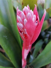 Aechmea fasciata