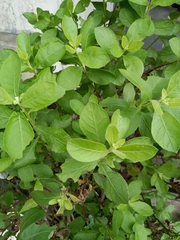 Ocimum × africanum