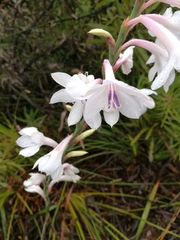 Watsonia knysnana