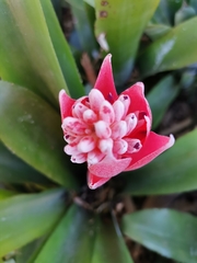 Aechmea fasciata