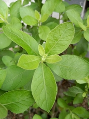 Ocimum × africanum