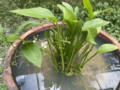 Echinodorus palifolius