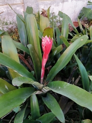 Aechmea fasciata