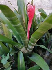 Aechmea fasciata