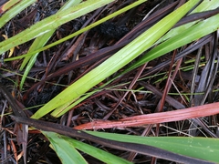 Watsonia knysnana